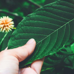 Can kratom help to end alcoholism?